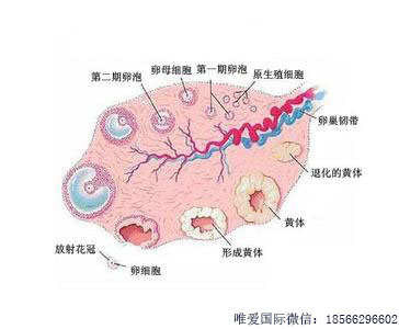 自己没有卵子可以找亲人供卵生子吗-不能